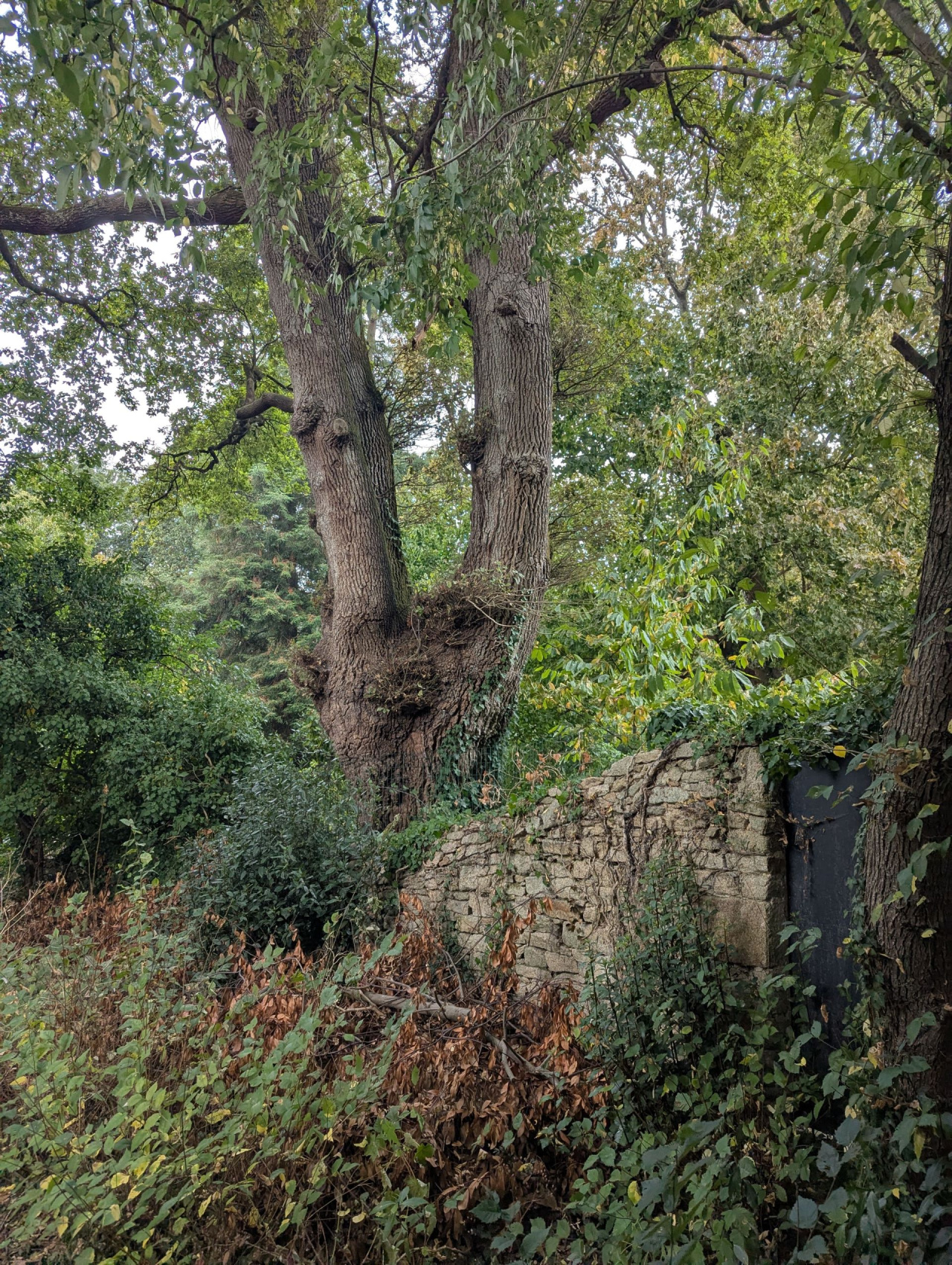 Image d'illustration pour : Chêne