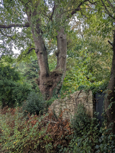 Image d'illustration pour : Chêne