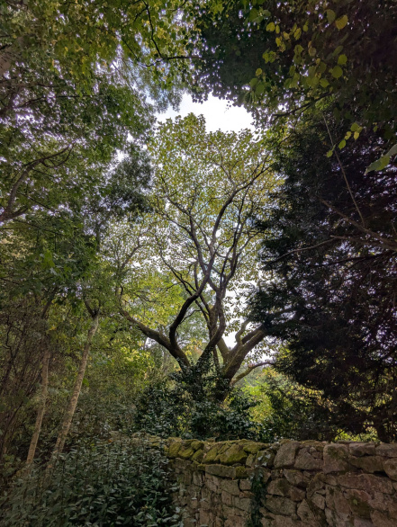 Image d'illustration pour : Catapla