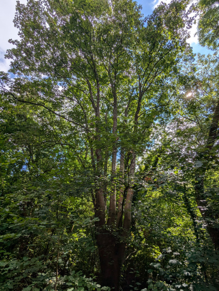 Image d'illustration pour : Chênes, frênes, érable, châtaignier