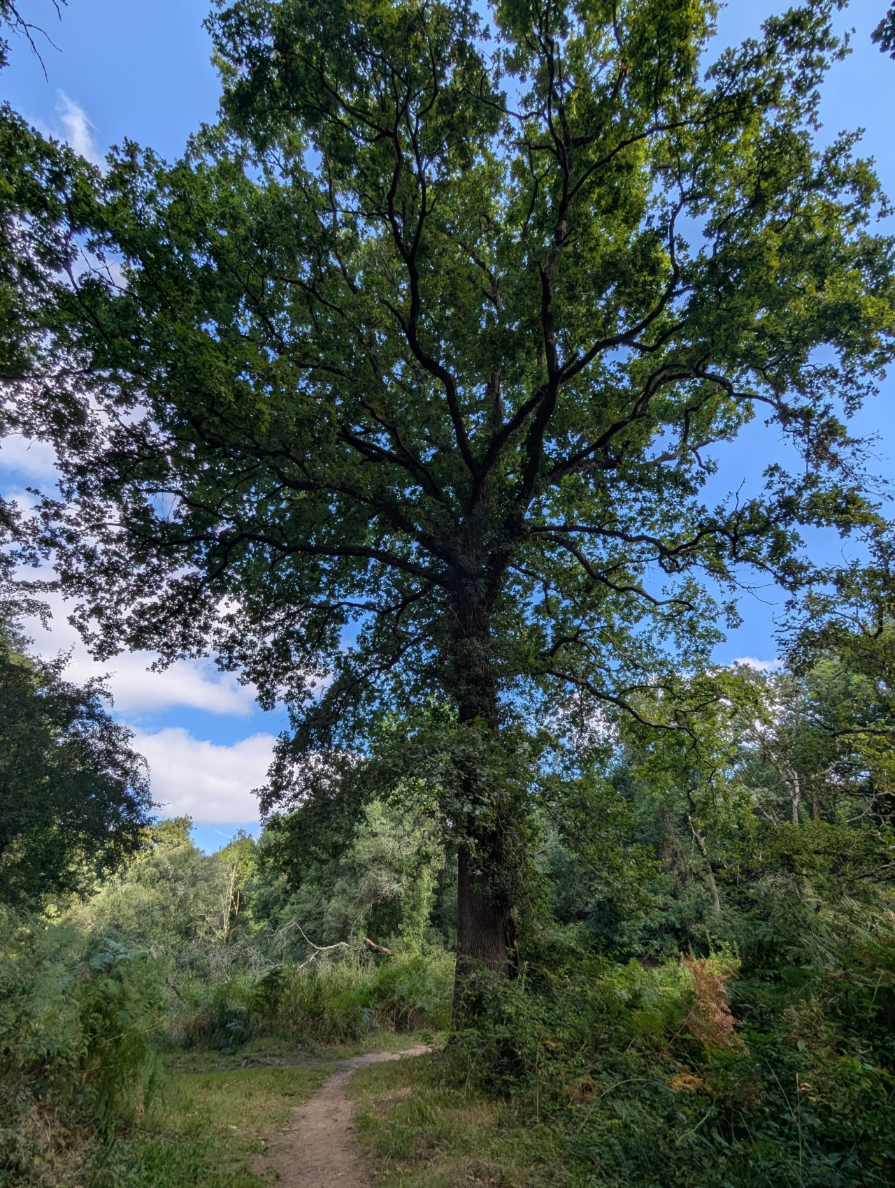 Image d'illustration pour : Chêne