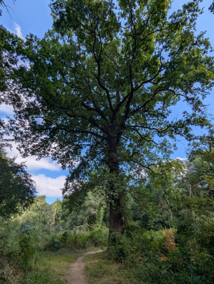 Image d'illustration pour : Chêne