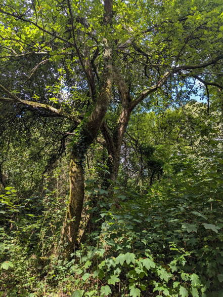 Image d'illustration pour : Pommier