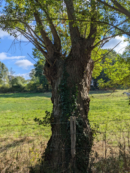 Image d'illustration pour : Saule