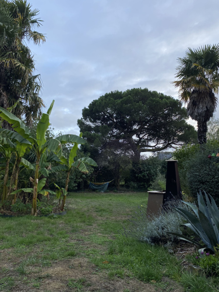 Image d'illustration pour : Pin parasol