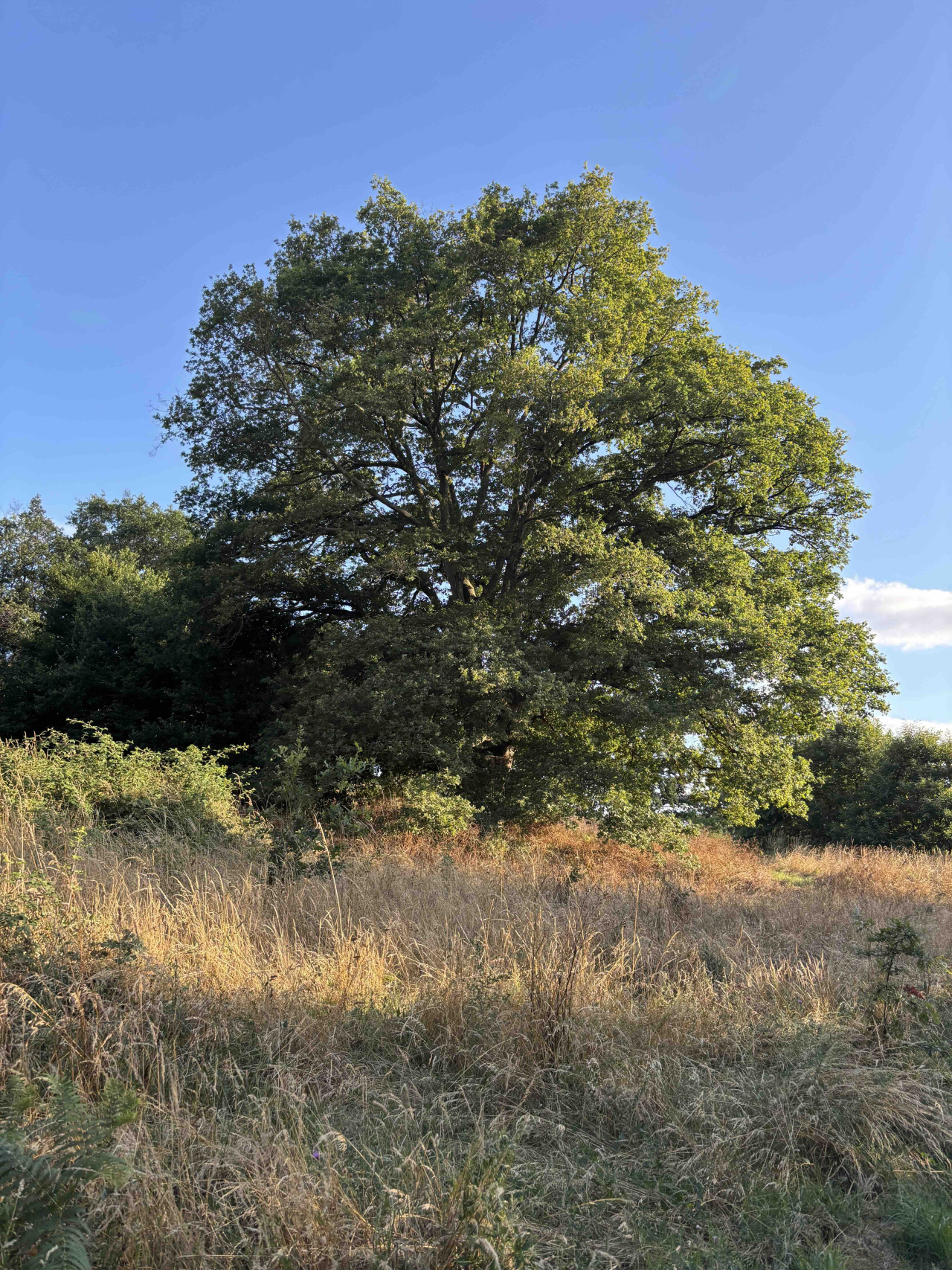 Image d'illustration pour : chêne