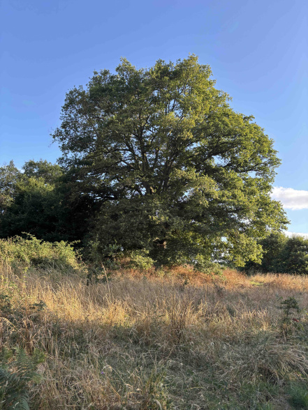 Image d'illustration pour : chêne