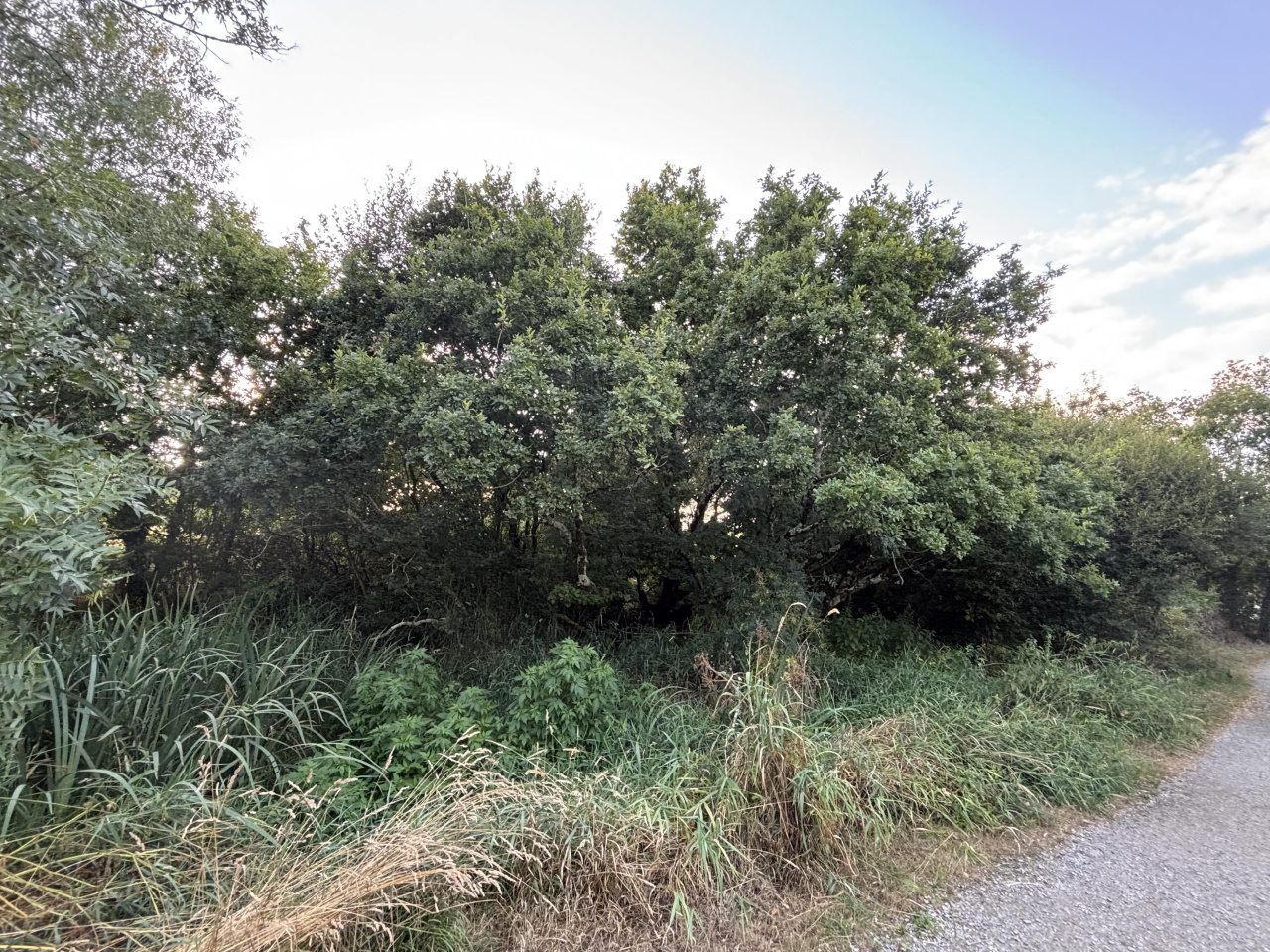 Image d'illustration pour : chêne