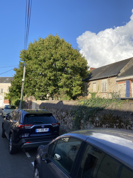 Image d'illustration pour : Erable