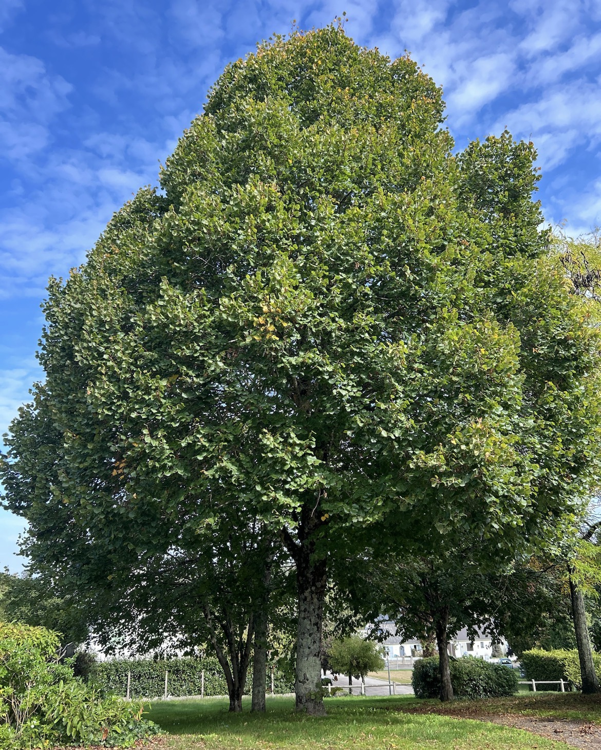 Image d'illustration pour : Tilleul ?