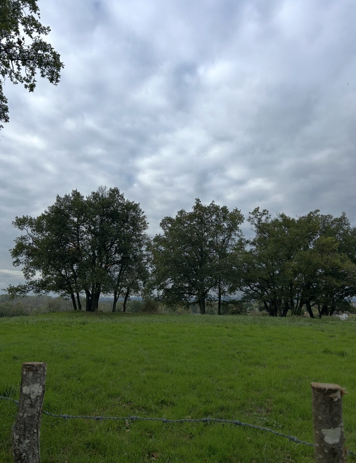 Image d'illustration pour : Ensemble d arbres