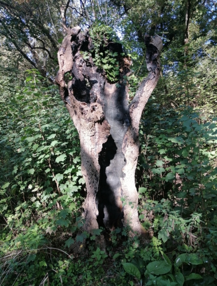 Image d'illustration pour : Chêne pédonculé