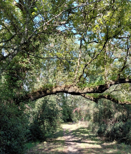 Image d'illustration pour : Chêne pédoncule