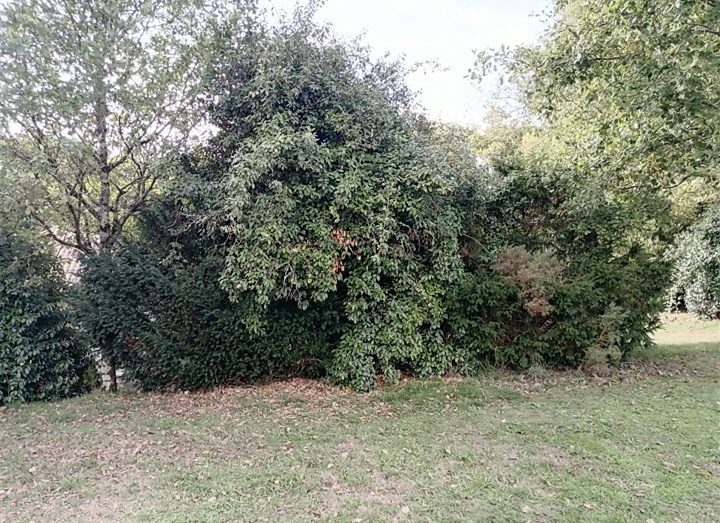 Image d'illustration pour : If commun