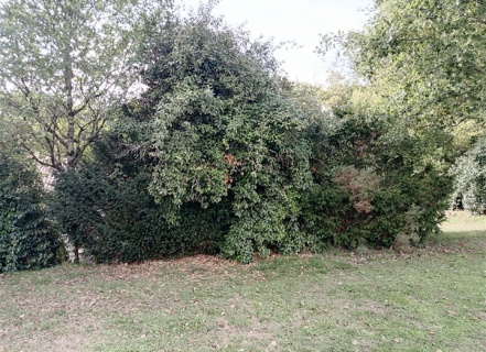 Image d'illustration pour : If commun