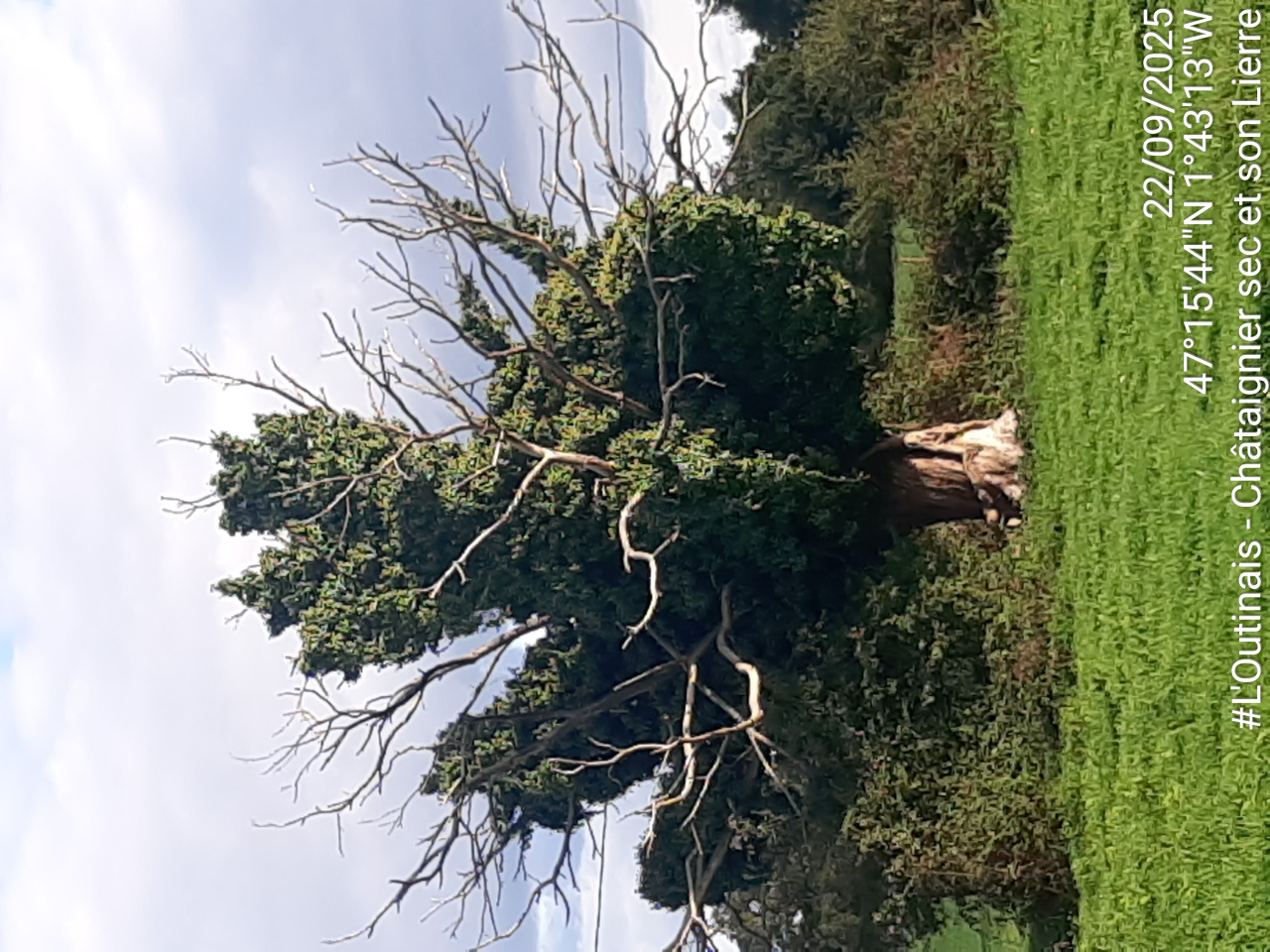 Image d'illustration pour : Arbre Remarquable  AR n°1/100