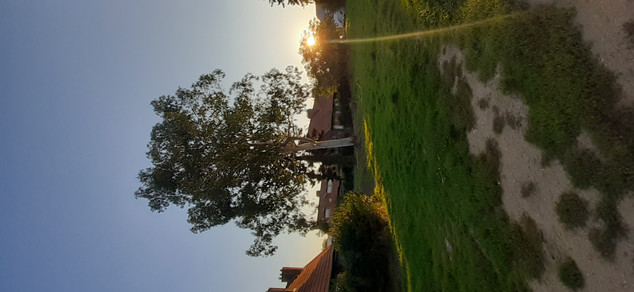 Image d'illustration pour : Eucalyptus ? Image d'illustration pour : Eucalyptus ?