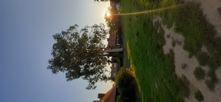 Image d'illustration pour : Eucalyptus ? Image d'illustration pour : Eucalyptus ?