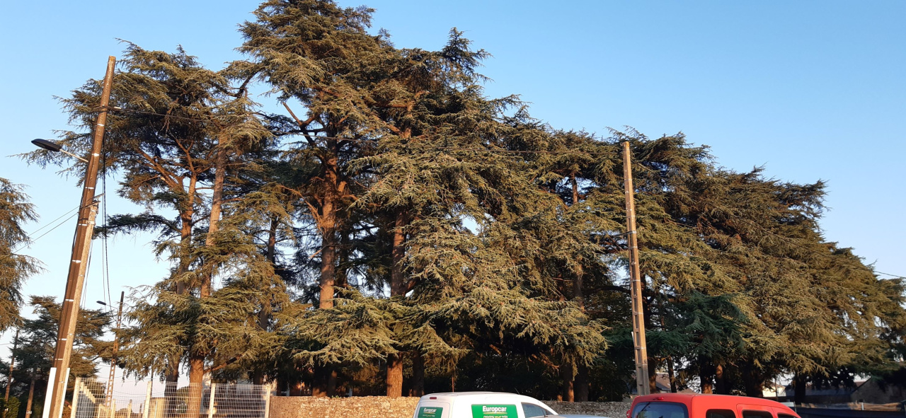 Image d'illustration pour : Cèdres ? Image d'illustration pour : Cèdres ?