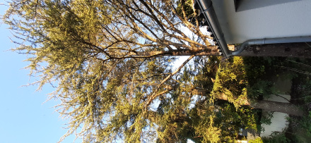 Image d'illustration pour : Cèdres ? Image d'illustration pour : Cèdres ?